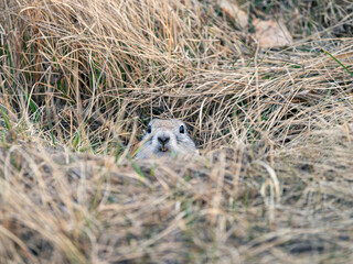 A prairie dog looking at the camera from its burrow. Close-up.