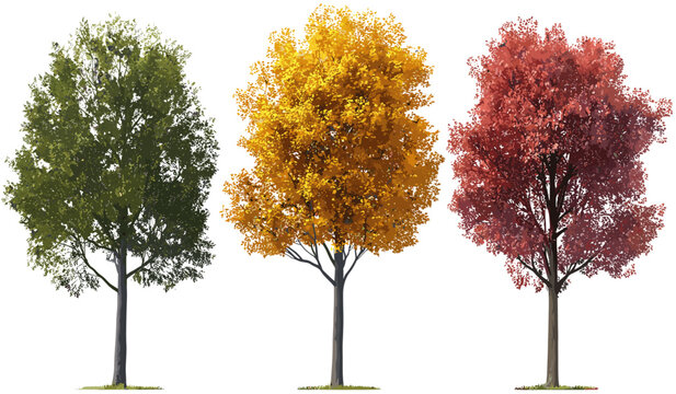 Seasonal autumn trees, vibrant colors of maple leaves, autumn trees cutout, fall tree leaves, autumn foliage vector, colorful seasonal leaves, fall nature landscape, autumn colors design