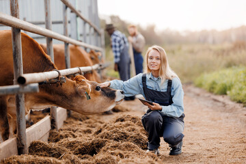 Young Female Farmer Caring for Cows on a Modern Farm - Agriculture, Animal Husbandry, Farming Life