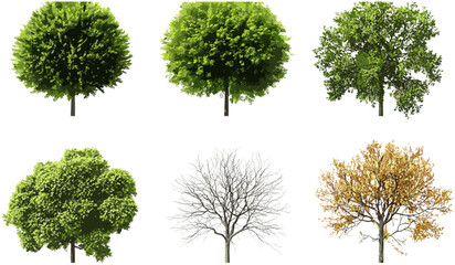 Fototapeta premium Top view vector evergreen and dried trees cutout backgrounds, png format, seasonal nature, green foliage, forest scene, trees in winter, brown foliage, natural design, landscape elements