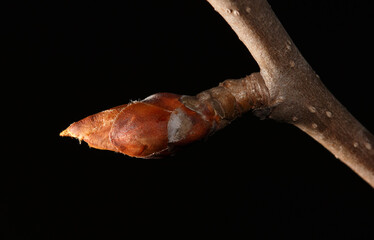 A small brown bud on a tree branch