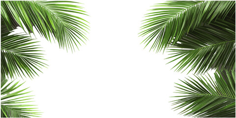 Palm leaves border vector, transparent background, realistic PNG, tropical border design, nature frame, green palm leaves, summer theme, tropical leaves, copy space, © aura studio