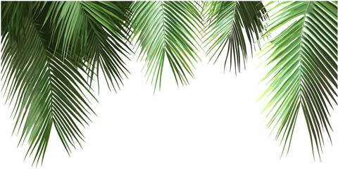 Fototapeta premium Tropical palm leaves, transparent background, vector design, realistic frame, nature border, copy space, green leaves frame, tropical greenery, fresh foliage, summer decor