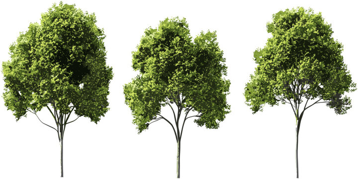 Realistic Trees Images – Browse 689,920 Stock Photos, Vectors, and ...