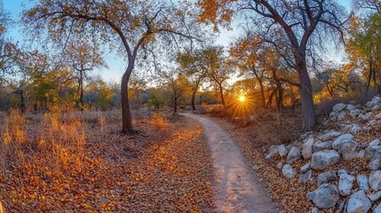 Obraz premium Golden sunset illuminating a path through autumnal trees and dry grass.