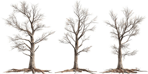 Obraz premium Dead pine trees vector, wood shapes, dry forest elements, pine silhouettes, tree trunks, bare branches, nature clipart, isolated pine outlines, abstract timber graphics