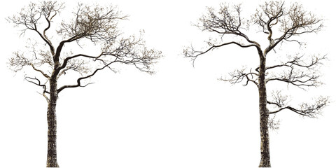 Die tree branches, leafless woods, dry forest, tree branches, forested woods, leafless forest, barren trees, dry tree branches, leafless trees, natural woodland, empty forest