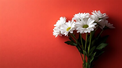 Obraz premium White Daisy Bouquet on Red Background Spring Flowers.