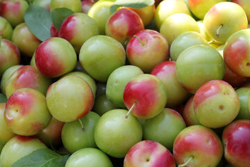 ripe red and green plums