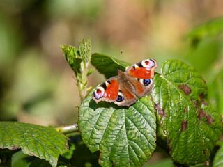 Peacock Butterfly Resting on a Bramble