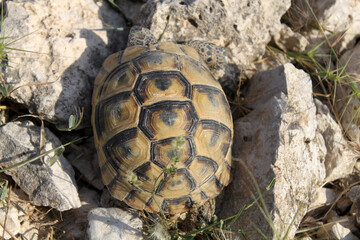 cute little turtle among the Stones