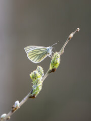 Green-veined White Feeding. Side View.
