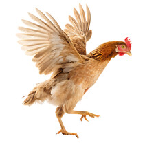 Fototapeta premium A Chicken Hopping onto a Perch, Wings Flapping and Feet Gripping for Stability and Balance