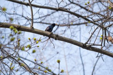  Singing starling bird perched on spring tree branch
