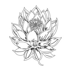 Elegant botanical illustration featuring a blooming lotus flower design