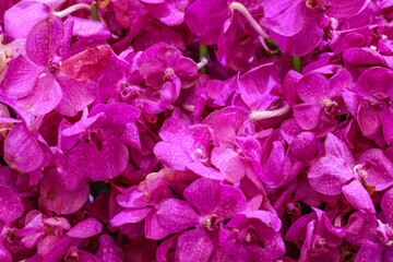 Purple flowers for the background