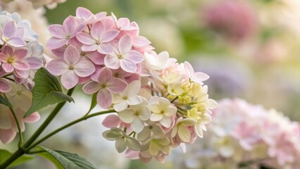 Fototapeta premium background concept. Delicate hydrangea blossoms in soft pink and white hues, showcasing nature's beauty.