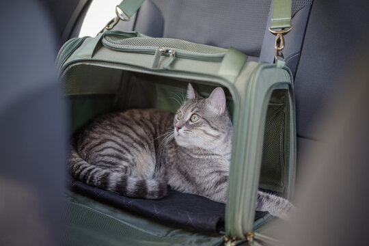 Tabby cat in pet carrier riding in a car
