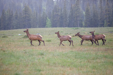 Elk Herd Walking Through Grassy Meadow, Calgary AB Canada, Mar 5 2025