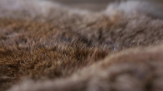 Red Brown Animal Wildlife fur hair textured Concept Background.