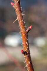rosehip branch with buds