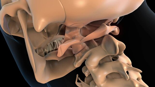 human skeleton atlas C1 the first cervical vertebrae bone pain anatomy for medical concept 3D rendering
