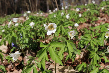 Wood anemone in April