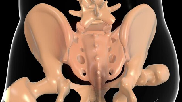 human skeleton sacrum bone pain anatomy for medical concept 3D rendering