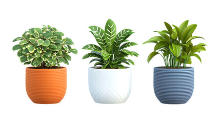 Obraz premium Three different potted houseplants with green foliage are lined up in various colored containers, isolated on a clean transparent background.