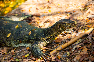 Large monitor lizard in Thailand's natural habitat