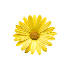 Single yellow daisy flower bright and vibrant bloom isolated on transparent background for spring and summer design