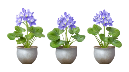 Three potted water hyacinth plants with delicate lavender blossoms are symmetrically arranged and isolated on a simple transparent
