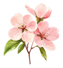 Obraz premium PNG Pink blossom flowers pink art illustration.