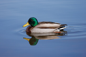 Mallard duck reflected in mountain lake.