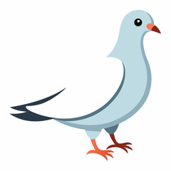 Dove isolated on white background