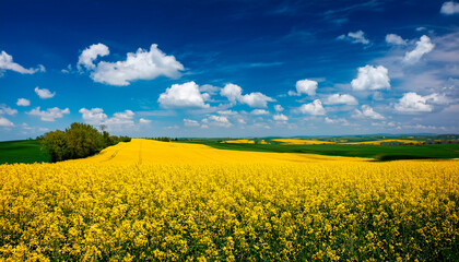 Colorful firefly yellow fields of canola under a bright blue sky with fluffy clouds