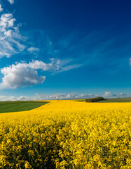 Obraz premium Vibrant fields of canola flowers under a clear blue sky with fluffy white clouds