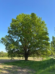 Fototapeta premium Quercia