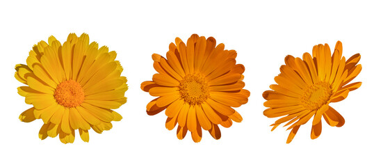 Calendula flower close up isolated on white background with clipping path. Set of flying calendula for design packaging or labels. Can be used for self design.