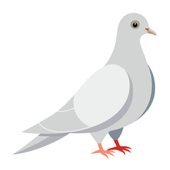 Dove isolated on white background