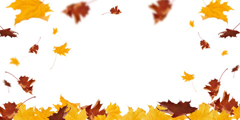 Autumn leaves border in various colors isolated on white background with clipping path. Gradient of maple leaves from green to dark red. Element for design. Vibrant fall foliage colorful garland