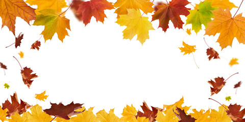 Autumn leaves border in various colors isolated on white background with clipping path. Gradient of maple leaves from green to dark red. Element for design. Vibrant fall foliage colorful garland