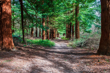 A footpath through fir trees in Mereworth Woods near Maidstone, Kent, England