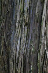 Obraz premium Beautiful close-up of the bark of thuja plicata