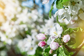 Blooming white apple blossom on background of blue sky. Happy Passover background. Spring Easter background. World environment day. Easter, Birthday, womens day holiday. Top view. Mock up.