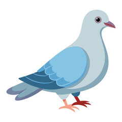 Dove isolated on white background