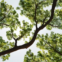 tree isolated transparent background 