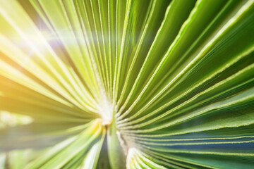 Obraz premium Abstract natural green palm leaf background. Texture of dark green tropical leaf, close up. Element for design background.