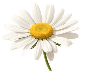 Delicate Daisy Portrait, A Study in Floral Beauty with Crisp White Petals and Vibrant Yellow Center, Emphasizing Natural Elegance and Simplicity on a Black Background