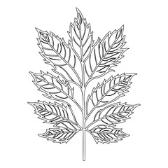 Delicate botanical outline: Detailed leaf illustration for nature studies and design